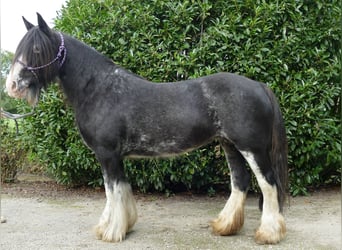 Tinker, Stute, 8 Jahre, 140 cm, Rappe