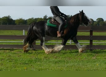 Tinker, Stute, 8 Jahre, 140 cm, Rappe