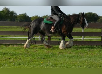 Tinker, Stute, 8 Jahre, 140 cm, Rappe