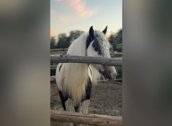 Tinker, Stute, 8 Jahre, 140 cm, Schecke