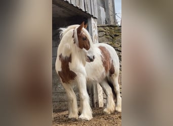 Tinker, Stute, 8 Jahre, 140 cm, Schecke