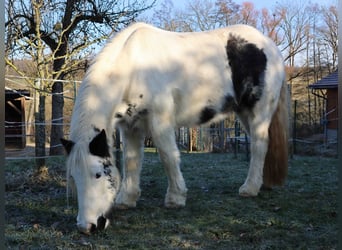 Tinker, Stute, 8 Jahre, 140 cm, Schecke