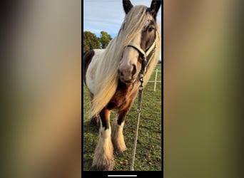 Tinker, Stute, 8 Jahre, 142 cm, Schecke