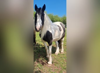 Tinker Mix, Stute, 8 Jahre, 142 cm, Schecke