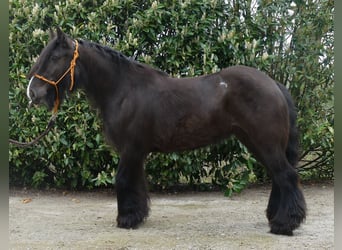 Tinker, Stute, 8 Jahre, 146 cm, Schwarzbrauner