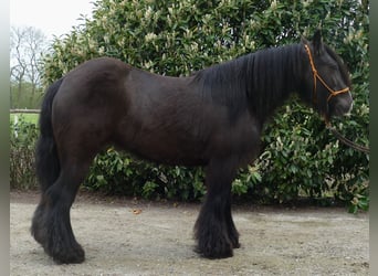 Tinker, Stute, 8 Jahre, 146 cm, Schwarzbrauner