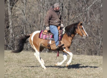 Tinker, Stute, 8 Jahre, 150 cm, Falbe