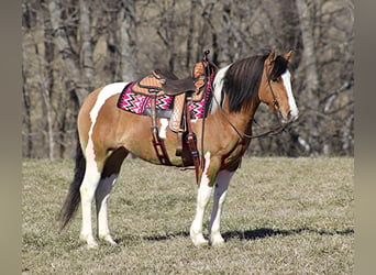 Tinker, Stute, 8 Jahre, 150 cm, Falbe