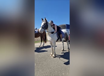 Tinker, Stute, 8 Jahre, 150 cm, Schecke