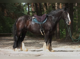 Tinker, Stute, 8 Jahre, 152 cm, Rappe