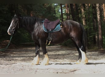 Tinker, Stute, 8 Jahre, 152 cm, Rappe
