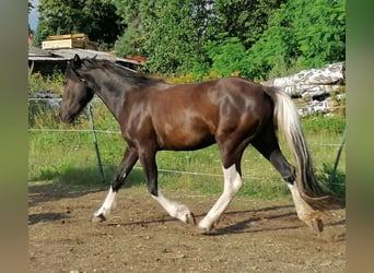 Tinker Mix, Stute, 8 Jahre, 152 cm, Rappe