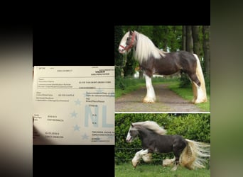 Tinker, Stute, 8 Jahre, 153 cm, Schecke