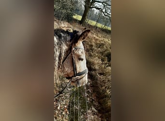 Tinker Mix, Stute, 8 Jahre, 158 cm, Falbe