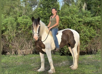 Tinker Mix, Stute, 8 Jahre, 163 cm, Schecke