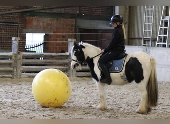 Tinker, Stute, 9 Jahre, 120 cm, Schecke