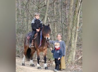 Tinker Mix, Stute, 9 Jahre, 122 cm