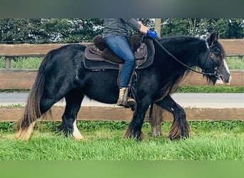 Tinker, Stute, 9 Jahre, 129 cm, Rappe