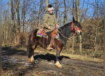 Tinker, Stute, 9 Jahre, 132 cm, Brauner