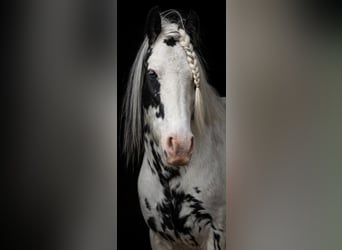 Tinker Mix, Stute, 9 Jahre, 135 cm, Schecke