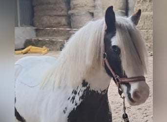 Tinker, Stute, 9 Jahre, 135 cm, Schecke