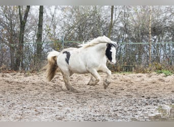 Tinker, Stute, 9 Jahre, 136 cm