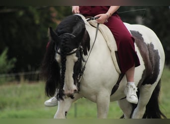 Tinker, Stute, 9 Jahre, 136 cm