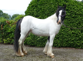 Tinker, Stute, 9 Jahre, 136 cm, Schecke