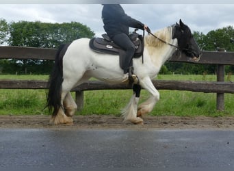 Tinker, Stute, 9 Jahre, 136 cm, Schecke