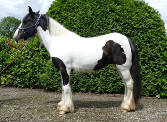 Tinker, Stute, 9 Jahre, 136 cm, Schecke