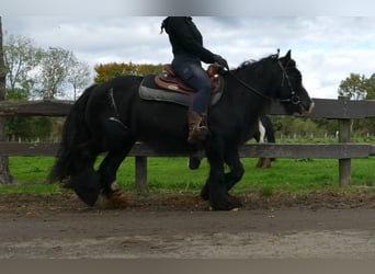 Tinker, Stute, 9 Jahre, 137 cm, Rappe
