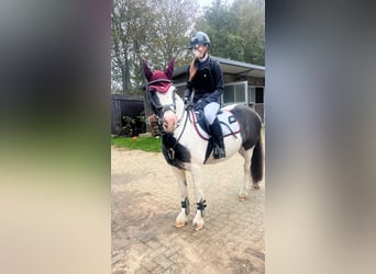 Tinker, Stute, 9 Jahre, 137 cm, Schecke