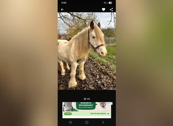 Tinker, Stute, 9 Jahre, 137 cm, Schecke