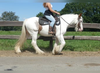 Tinker, Stute, 9 Jahre, 139 cm, Schecke
