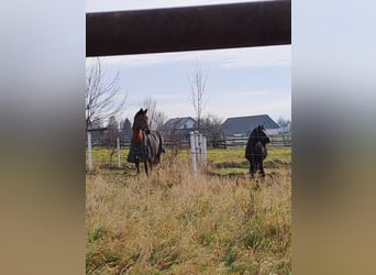 Tinker, Stute, 9 Jahre, 140 cm