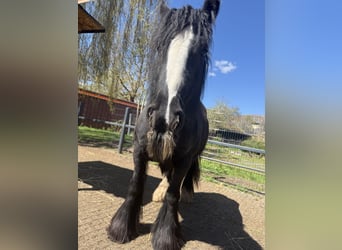 Tinker, Stute, 9 Jahre, 140 cm, Rappe