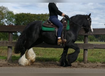 Tinker, Stute, 9 Jahre, 140 cm, Rappe