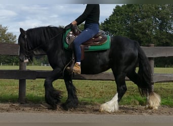 Tinker, Stute, 9 Jahre, 140 cm, Rappe
