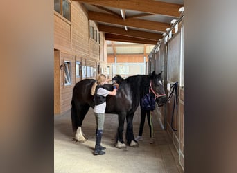 Tinker, Stute, 9 Jahre, 140 cm, Rappe