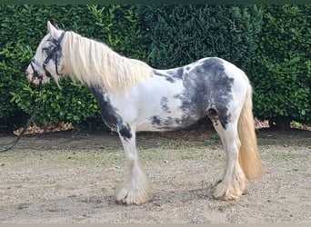 Tinker, Stute, 9 Jahre, 140 cm, Schecke