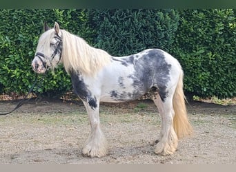 Tinker, Stute, 9 Jahre, 140 cm, Schecke