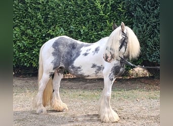 Tinker, Stute, 9 Jahre, 140 cm, Schecke