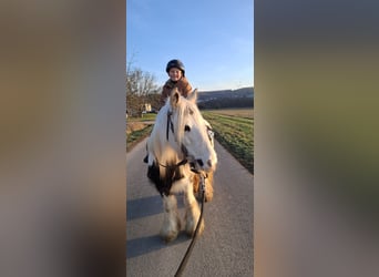 Tinker, Stute, 9 Jahre, 141 cm, Schecke