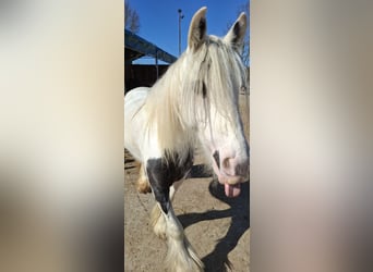 Tinker, Stute, 9 Jahre, 141 cm, Schecke