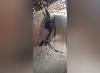 Tinker, Stute, 9 Jahre, 141 cm, Schecke