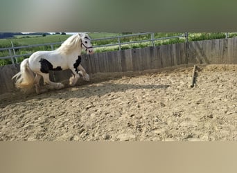 Tinker, Stute, 9 Jahre, 141 cm, Schecke
