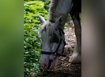 Tinker, Stute, 9 Jahre, 141 cm, Schecke