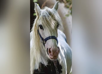 Tinker, Stute, 9 Jahre, 141 cm, Schecke