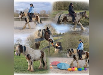 Tinker, Stute, 9 Jahre, 142 cm, Schecke