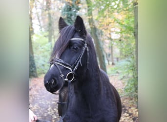 Tinker, Stute, 9 Jahre, 143 cm, Rappe